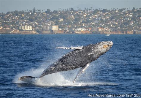 Video: Humpback whales entertain Southern California tourists